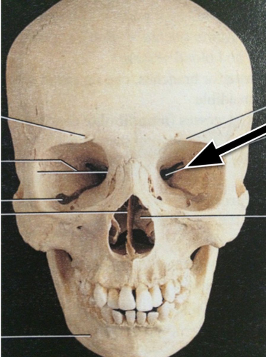 knowt flashcard image