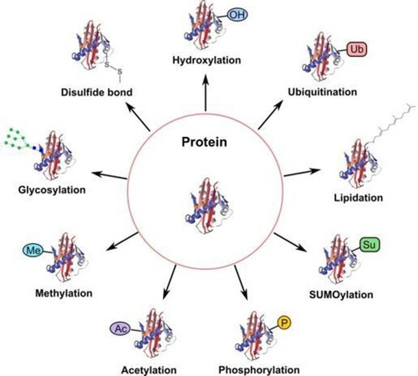 <p>Tags proteins for degradation.</p>