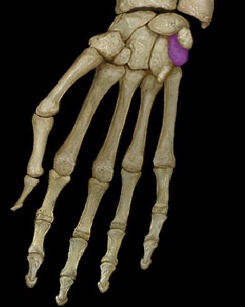 <p>third bone in proximal row</p>