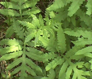 <p><em>Onoclea sensibilis</em></p>