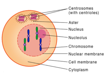 <ul><li><p>DNA is replicated during the S phase of interphase</p></li><li><p>Replicated chromosomes will consist of genetically identical sister chromatids that remain attached to each other at the centromere</p></li></ul>