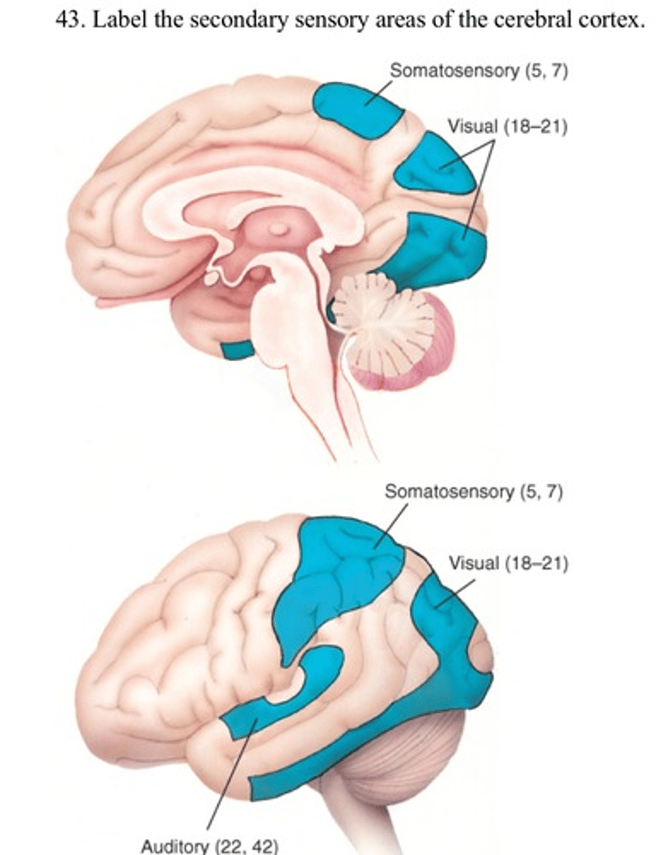 <p>stereognosis (identification of object) and memory of the tactile and spatial environment</p>
