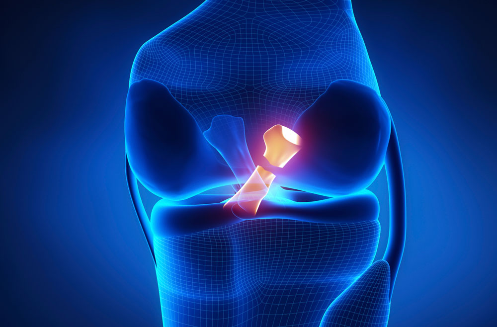 <p>under the patella behind the anterior cruciate ligament</p>