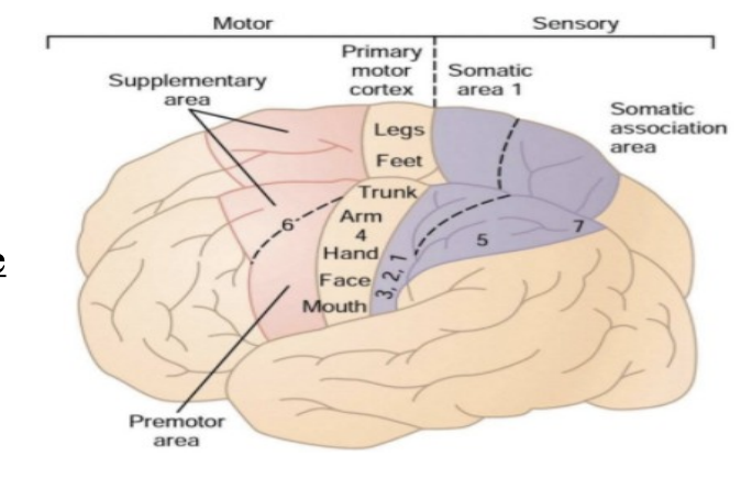 <p>Apraxia, inability to perform purposeful actions</p>
