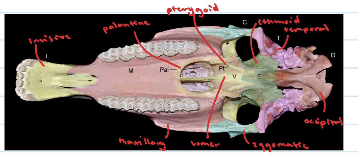 knowt flashcard image
