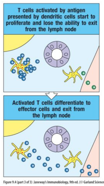 <ul><li><p>T cells lose their ability to exit from the node and become activated to proliferate and differentiate into effector T cells</p></li><li><p>after several days: regain expression of receptors to exit node</p></li></ul>