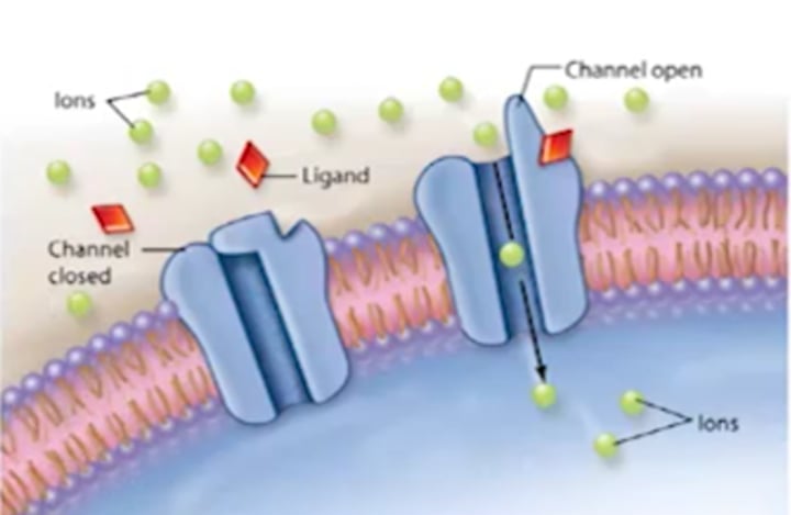 <p>cell-surface receptor that forms a plasma membrane channel, which opens when a ligand binds to the extracellular domain (ligand-gated channels)</p>
