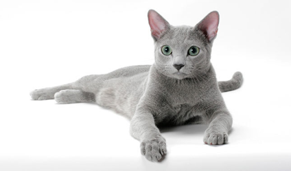 <p>Russian blue</p>