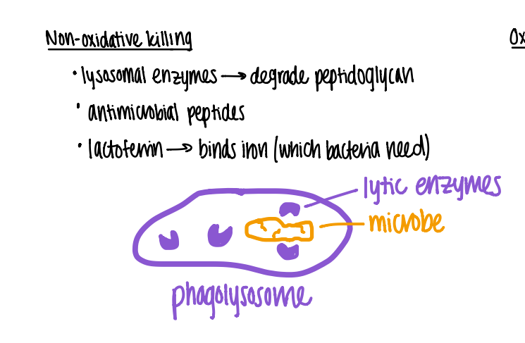 <p>wtf is “nonoxidative killing” ? </p><p>what topic is it? </p>