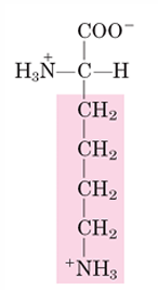 <p>K</p>