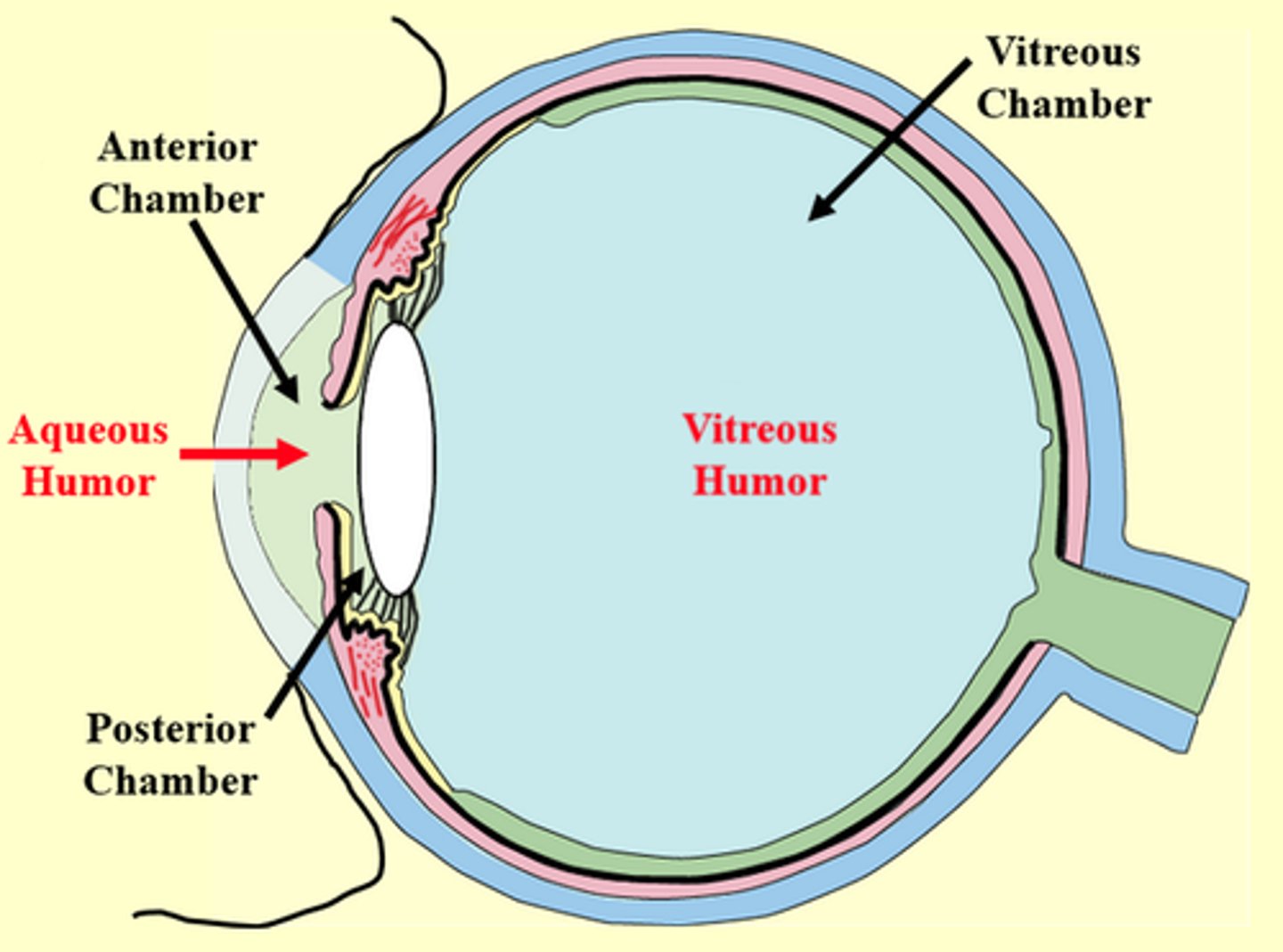 <p>It maintains the shape of the rear part of the eye and supports the lens</p>