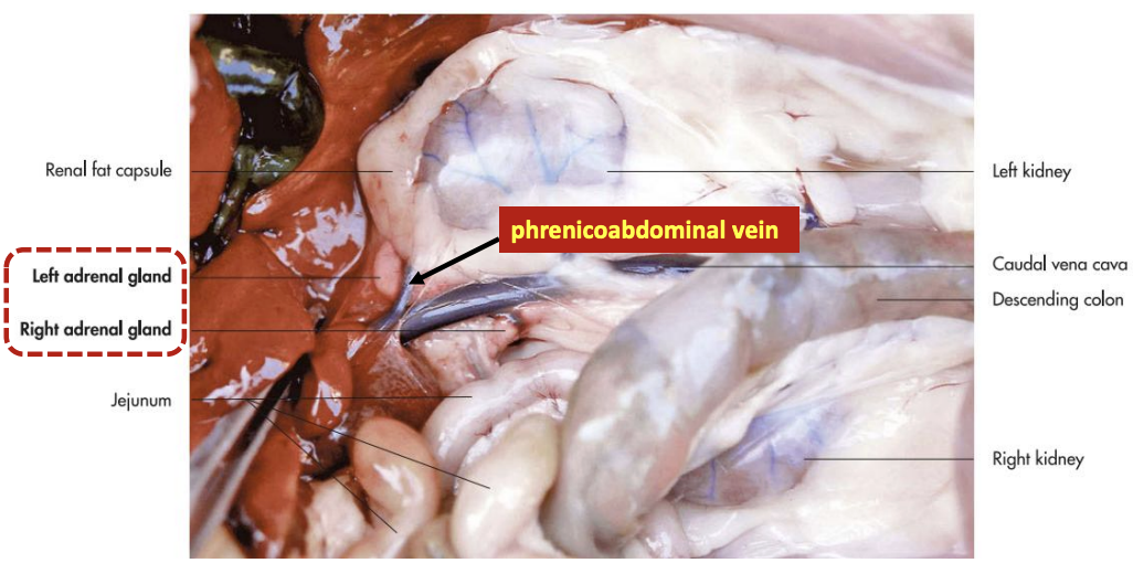 <ul><li><p>By <span style="color: rgb(114, 9, 183);"><strong>beige appearance</strong></span><strong> </strong>of the <span style="color: rgb(114, 9, 183);"><strong>adrenal cortical tissue </strong></span></p></li><li><p>By presence of <span style="color: rgb(114, 9, 183);"><strong>phrenicoabdominal vein </strong></span></p></li></ul><p></p>
