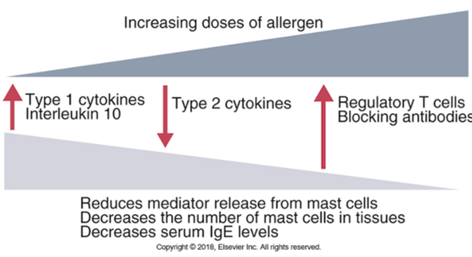 <p>Increasing doses of allergen could reduce the severity of type l reactions.</p><p>Repeated doses cause a shift toward IgG production (blocking antibody) (Th1 response) that turns off IgE.</p><p>IgG competes for allergen and forms a complex and allergen is removed by phagocytosis. Thus, allergen is not available to cross-link IgE on mast cells.</p>