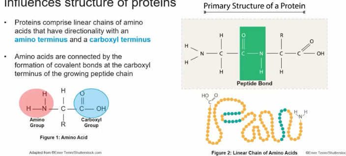 <p>Proteins comprise linear chains of amino acids that have directionality with an amino terminus and a carboxyl terminus. </p><p>Amino acids are connected by the formation of covalent bonds at the carboxyl terminus of the growing peptide chain.</p>