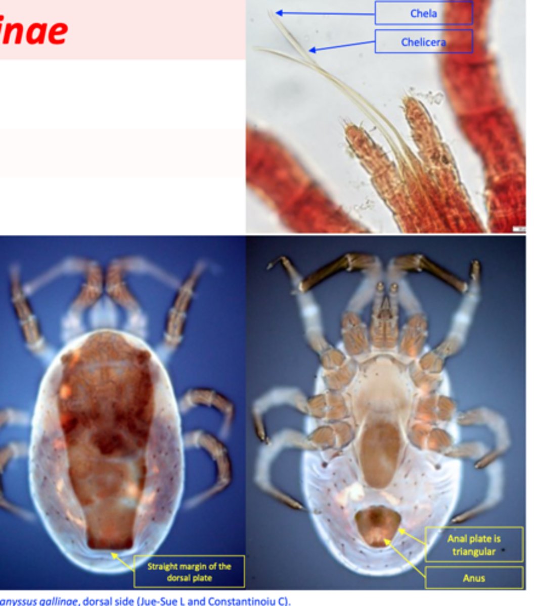 <p>Size: 0.8-1 mm, oval body, grey-whitish before feeding, red after feeding;</p><p>Four pairs of legs;</p><p>Dorsal surface: the plate/shield tapers posteriourly and has its posterior margin straight;</p><p>Ventral surface: anal plate is triangular, anus located in the posterior half.</p>