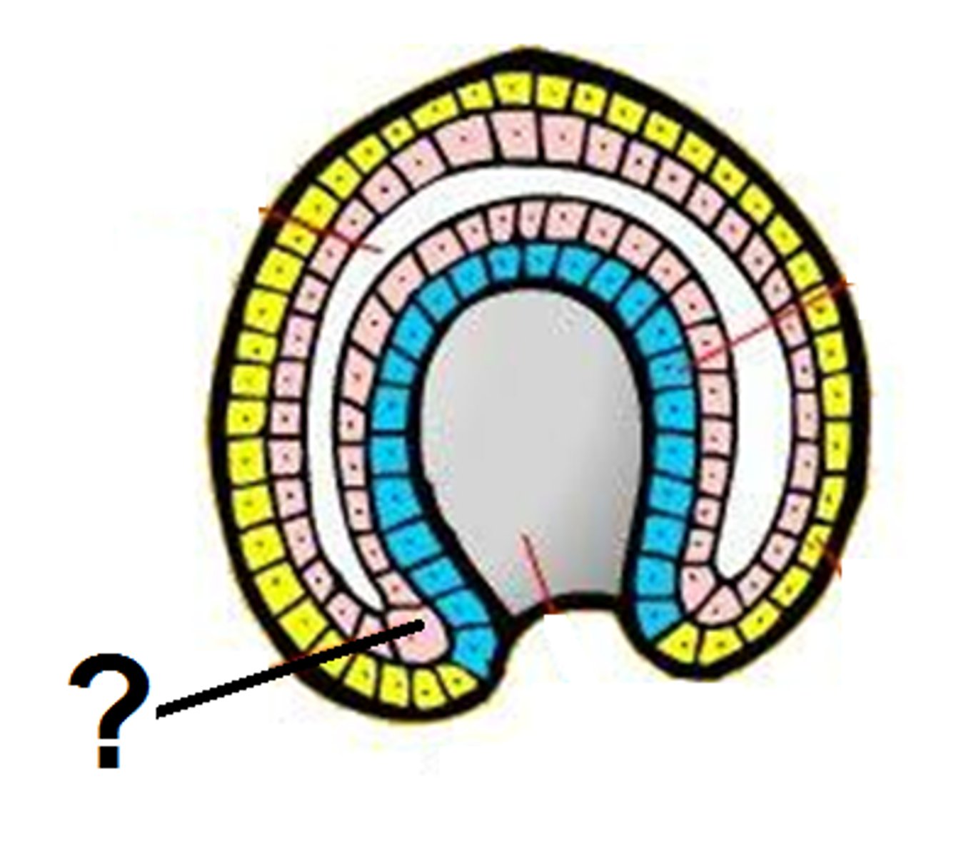 <p>middle germ layer; develops into muscles, and much of the circulatory, reproductive, and excretory systems</p>
