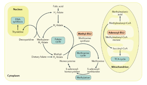 <ul><li><p><strong>methylmalonyl-CoA mutase </strong>as part of fatty acid degradation</p></li><li><p><strong>methionine synthase</strong> for remethylation of homocysteine</p></li><li><p>cobalamin deficiency disrupts folate cycle → important for <strong>nucleotide synthesis and cell proliferation</strong></p></li></ul><p></p>