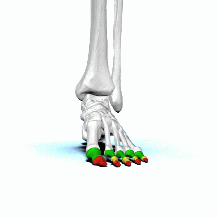 toes 