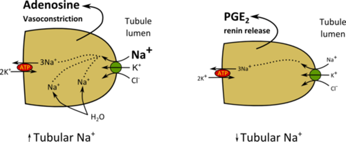 <p>(A) Prostaglandin</p><p>Macula densa cells release prostaglandin (a paracrine hormone) to trigger the release of renin.</p>