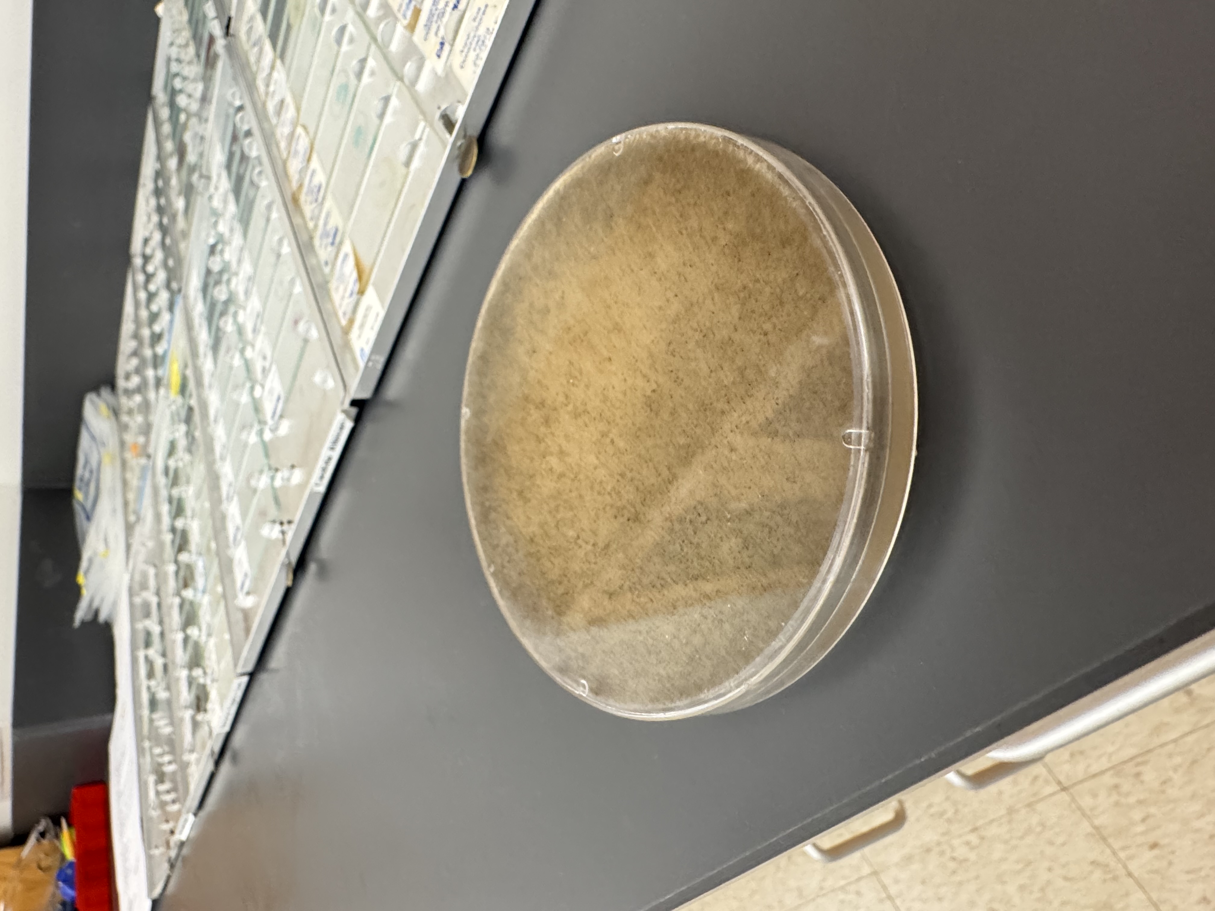 <p>Rhizopus stolonifer</p>