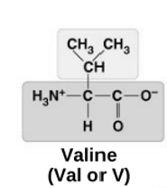 <p>Valine&nbsp;</p>