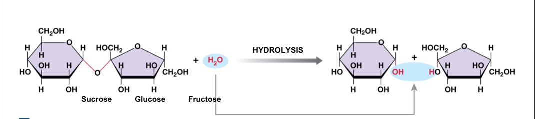 Reverses the steps of dehydration synthesis; a complex molecule is broken down by the addition of a water molecule