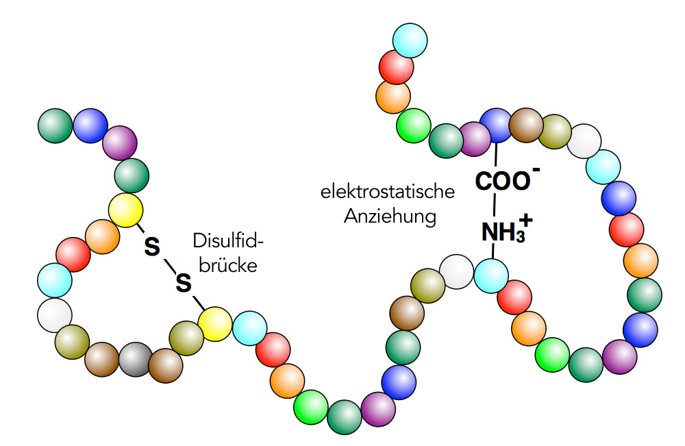 <p>En polypeptids tredimensionella struktur som avgör dess funktion och bestämns av primärstrukturen:</p><ul><li><p>vätebindning</p></li><li><p>elektrostatiska interaktioner</p></li><li><p>hydrofoba interaktioner</p></li><li><p>van der Waals</p></li><li><p>disulfidbryggor</p></li></ul>