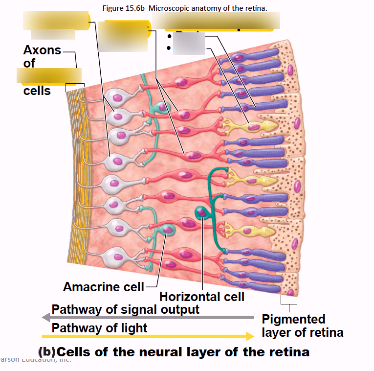 <p>After bleaching occurs, photoreceptors pass graded potentials anteriorly to a bipolar cell then to a ganglion cell. </p><p>Action potential generated by ganglion cell, travels down axon to the brain</p>