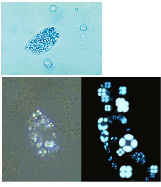 term image