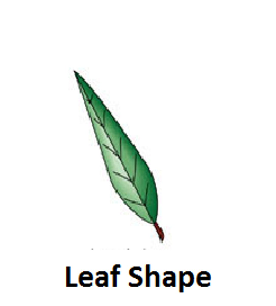 <p>Botanists use the leaf shape, margin and venation to help classify a plant.</p>