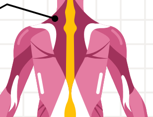 <p>large, paired trapezoid-shaped surface muscle, It moves the scapula and supports the arm.</p>