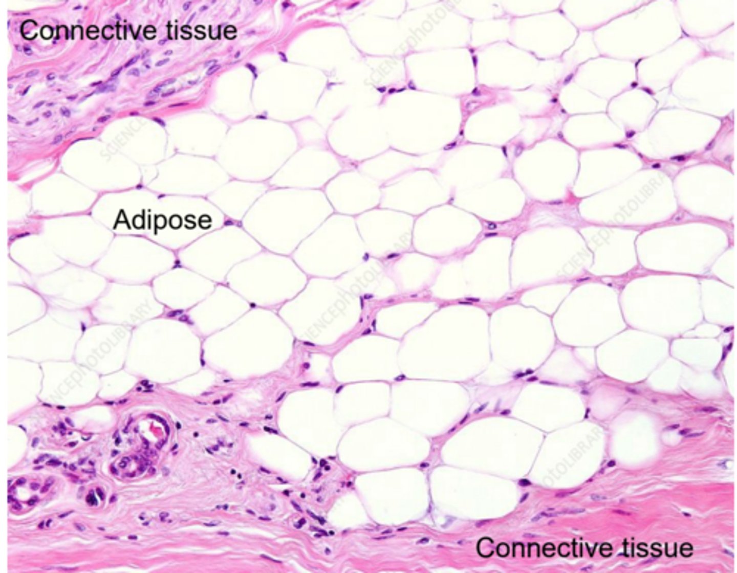 <p>They are characterized by a clear appearance, with nuclei appearing off to the side</p>