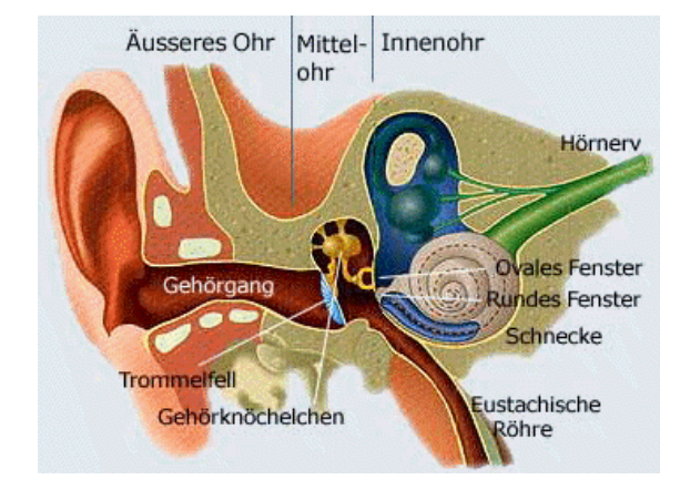 <p>-système sensoriel, muni organe spécialisé dans la detection des sons (onde de pression)</p><p>-perceptions consciente, permet la detection de stimuli environnementaux</p>