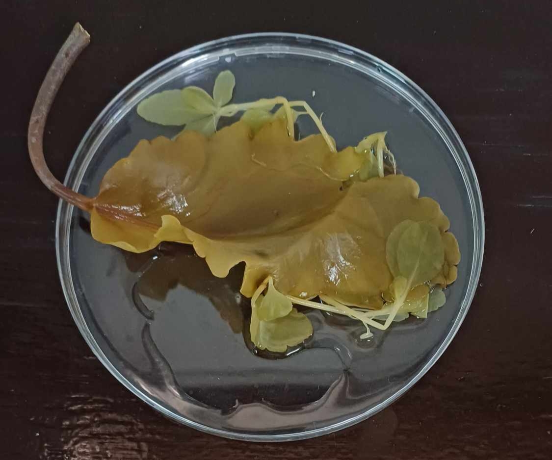 <p>Identify the:</p><p>Specimen used (Scientific and Common name)</p><p>Specialized leaf</p>