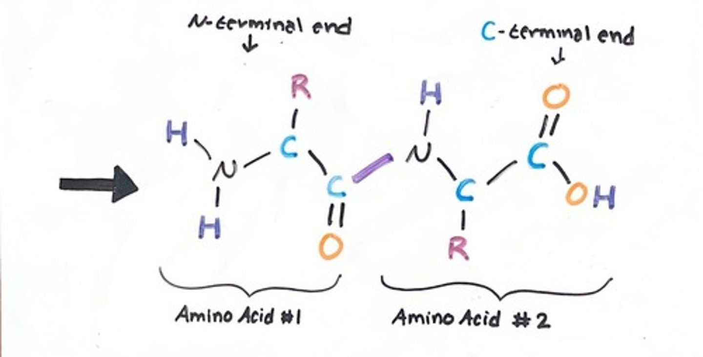 <p>N-terminal end and C-terminal end</p>