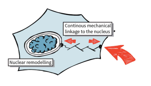 <ul><li><p>transferred into chromatin </p></li><li><p>different sites will be active </p></li></ul><p></p>