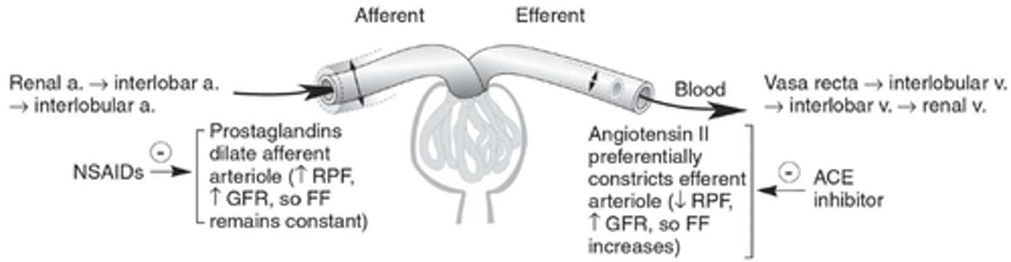 <p>Afferent arterioles enter the glomerulus, and efferent arterioles exit the glomerulus.</p>