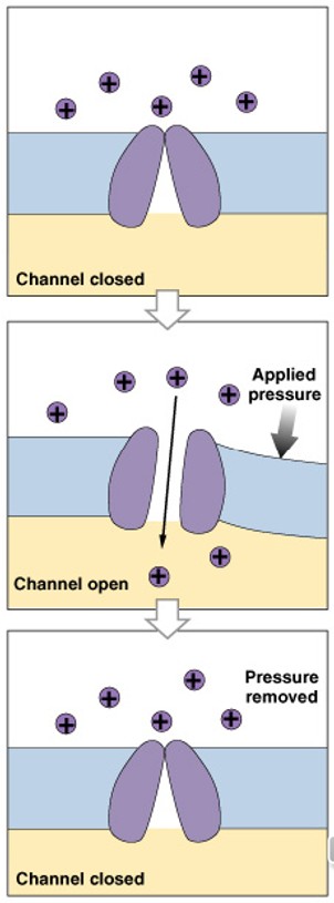 <p>Which class of gated channels is:</p><ul><li><p>Respond to membrane distortion</p></li><li><p>Found in sensory receptors (touch, pressure, vibration)</p></li></ul><p></p>