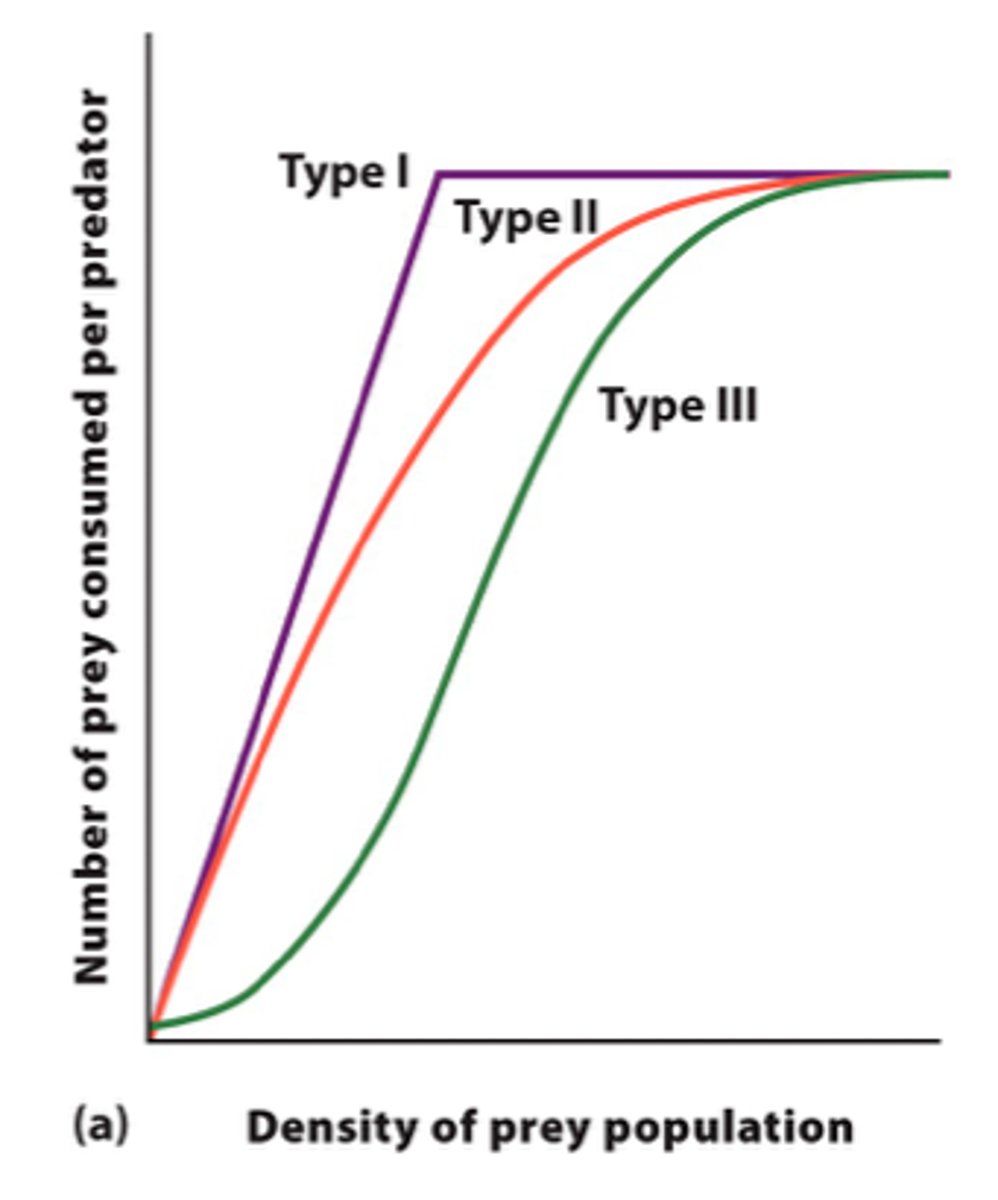 <p>As prey increase predator increases and predation rate slows</p>