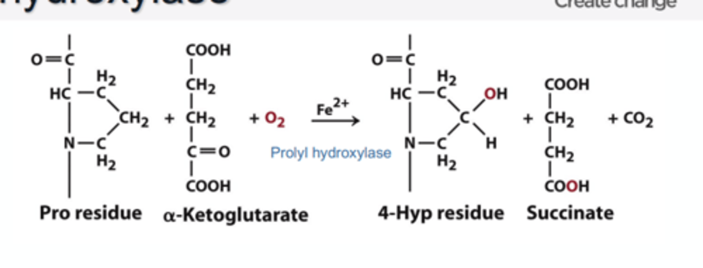 <p>• Prolyl-4-hydroxylase (P4H) is a metalloenzyme which needs Fe2+ to be fully active.</p><p>• Vitamin C adds an electron to Fe3+ = Fe2+; activating P4H</p><p>• W/o vitamin C, proline in collagen will have less of a tendency to become hydroxylated. Collagen will be weaker.</p>