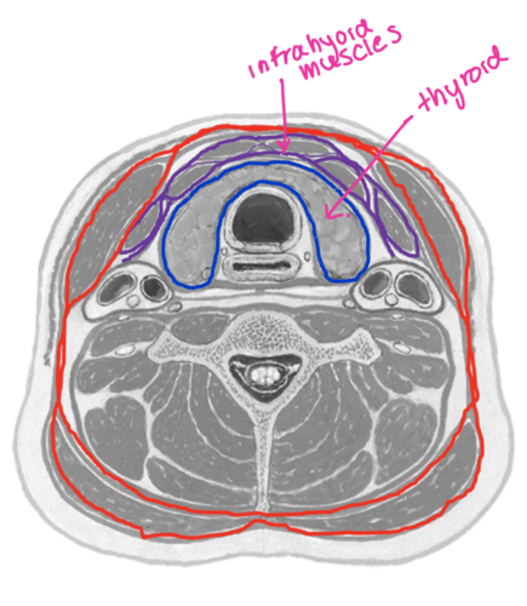 <p>The muscular part of the pretracheal fascia of the deep fascia enclosed what?</p>