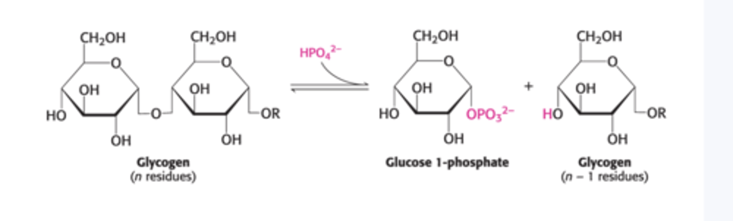 <p>Glycogen phosphorylase</p><p>Substrate: glycogen</p><p>Product: glucose-1-phosphate</p>