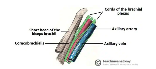 <ul><li><p>Axillary artery: the main artery supplying the upper limb</p></li><li><p>Axillary vein: main vein draining from upper limb</p></li><li><p>Brachial plexus: collection of spinal nerves that form peripheral nerves of upper limb</p></li><li><p>Axillary lymph nodes: filters lymphatic fluid drained from upper limb</p></li><li><p>Biceps brachii + coracobrachialis: these muscle tendons move through the axilla</p></li></ul><p></p>
