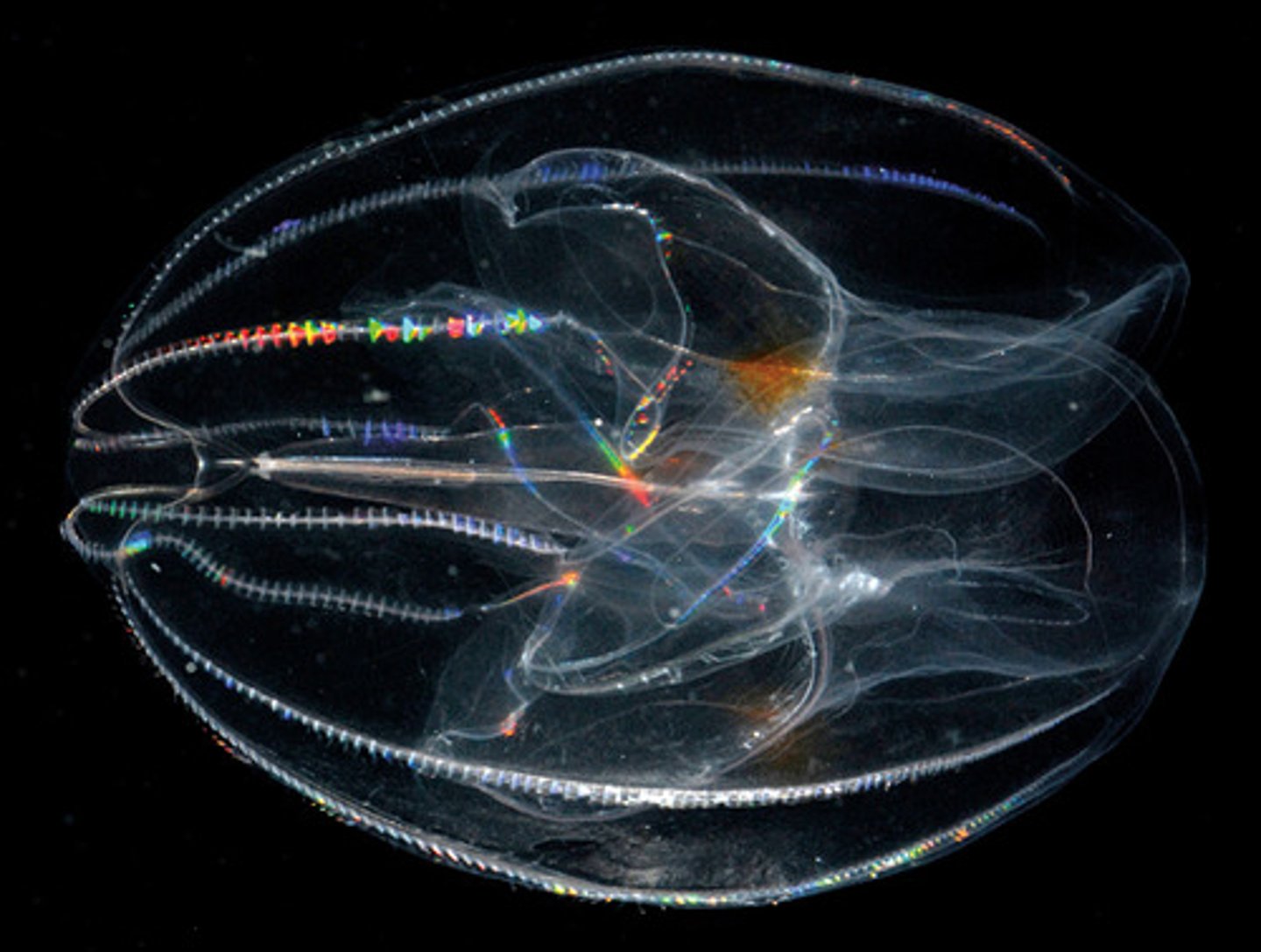 <p>radially symmetrical</p><p>diploblastic</p><p>complete gut</p>