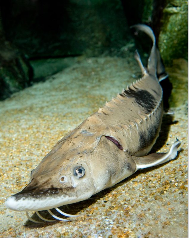 <p>Family of Sturgeon </p><p>Anatomy: </p><p>→ Heterocercal tail </p><p>→ dorsal fin: 1</p><p>→ 5 rows of ganoid scutes </p><p>→ largley cartilaginous endoskelton </p><p>→ minute ossifications on body </p><p>→ protrusible mouth </p><p>→ barbels</p><p>→ spiracle </p><p>Reproduction:</p><p>→ all spawn in FW, leading to striclty FW species and anadromous species </p><p>→ high fecundity, but slow reproduction rates </p>