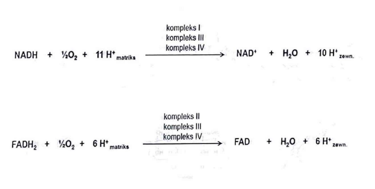 <p>utlenienie NADH i FADH<sub>2</sub> (regeneracja NAD<sup>+</sup> i FAD)</p><p>(oraz wytworzenie gradientu H<sup>+</sup>)</p>