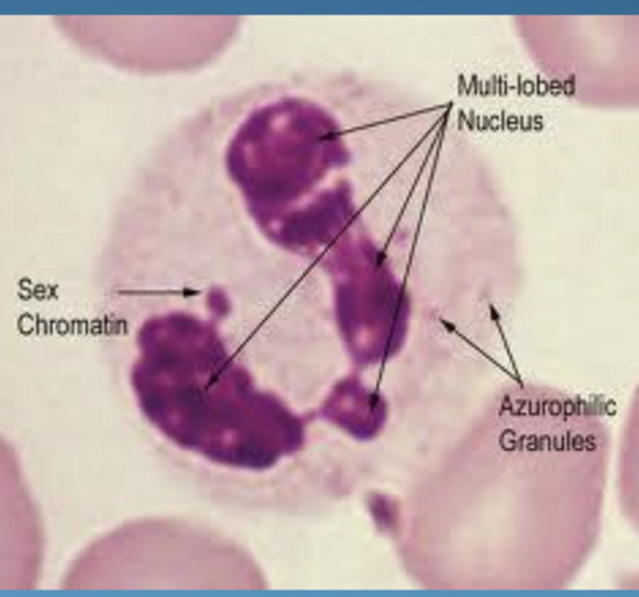 <p>azurophil (primary):</p><p>- large, dense</p><p>- lysosomal enzymes</p><p>- peroxidase ("myeloperoxidase")</p><p>- lysozyme (33%)</p><p>- cationic proteins</p><p>specific (secondary):</p><p>- smaller, less dense</p><p>- alkaline phosphatase</p><p>- lysozyme (67%)</p><p>- lactoferrin</p>
