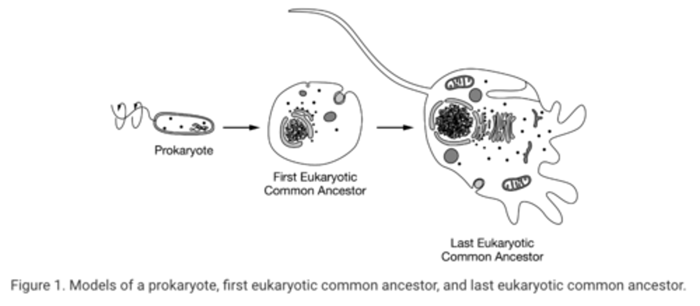 <p>D Cells with mitochondria were able to utilize metabolic energy more efficiently.</p>