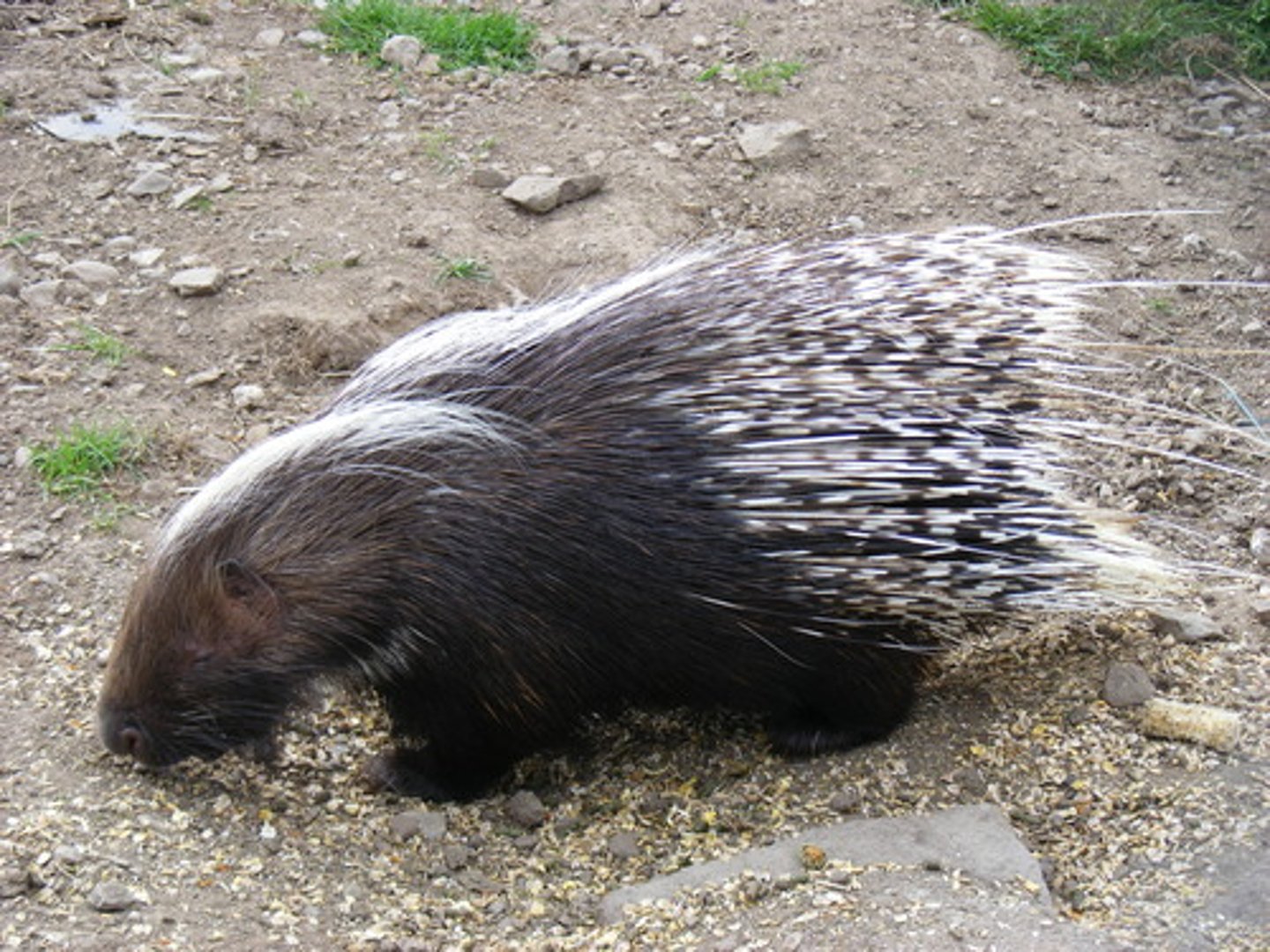 <p>Erethizon dorastum</p>