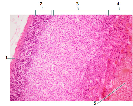 <p>4 in the diagram; inner layer of adrenal cortex which produces androgens</p>